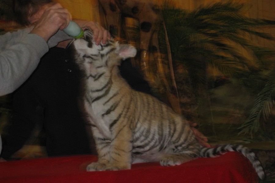 ../image/baby tiger at kalahari resort 2.jpg
